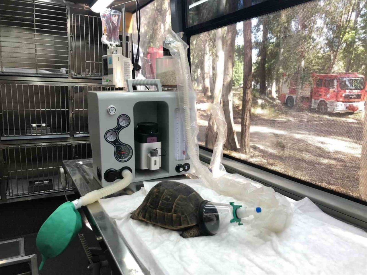 Büyükşehir, sokak hayvanları için var gücüyle çalışıyor