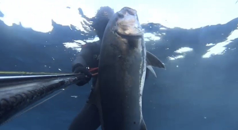 Saros Körfezi’nde zıpkınla 22 kiloluk akya avladı