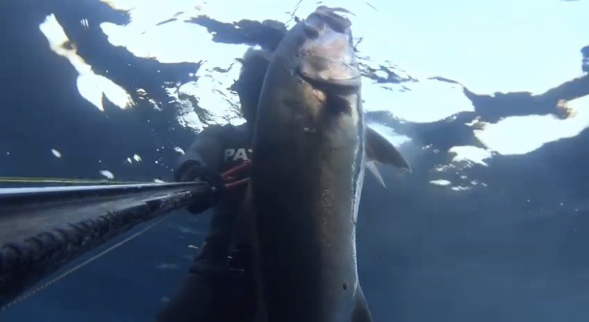 Saros Körfezi’nde zıpkınla 22 kiloluk akya avladı