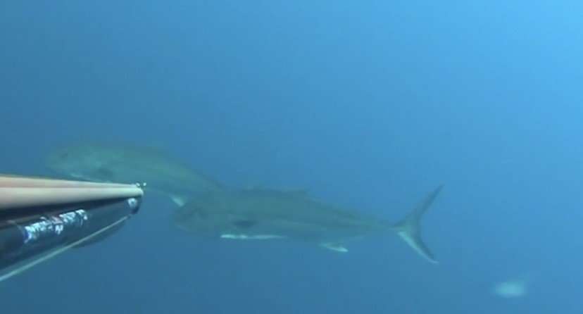 Saros Körfezi’nde zıpkınla 22 kiloluk akya avladı