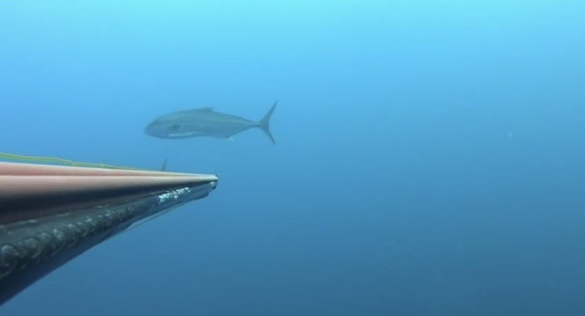 Saros Körfezi’nde zıpkınla 22 kiloluk akya avladı