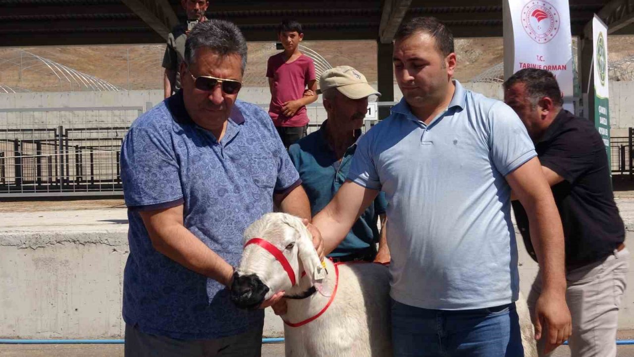 Çankırı’da üreticilere 110 adet koç dağıtıldı