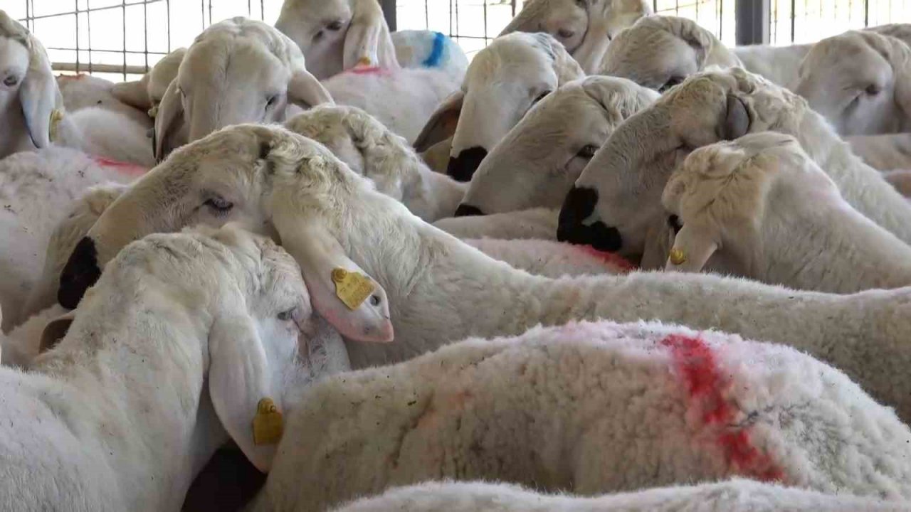 Çankırı’da üreticilere 110 adet koç dağıtıldı