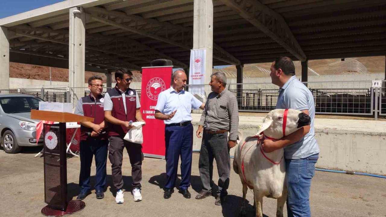 Çankırı’da üreticilere 110 adet koç dağıtıldı