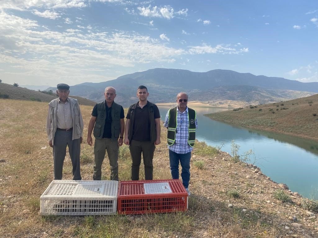 Siirt’te 600 kınalı keklik doğaya salındı