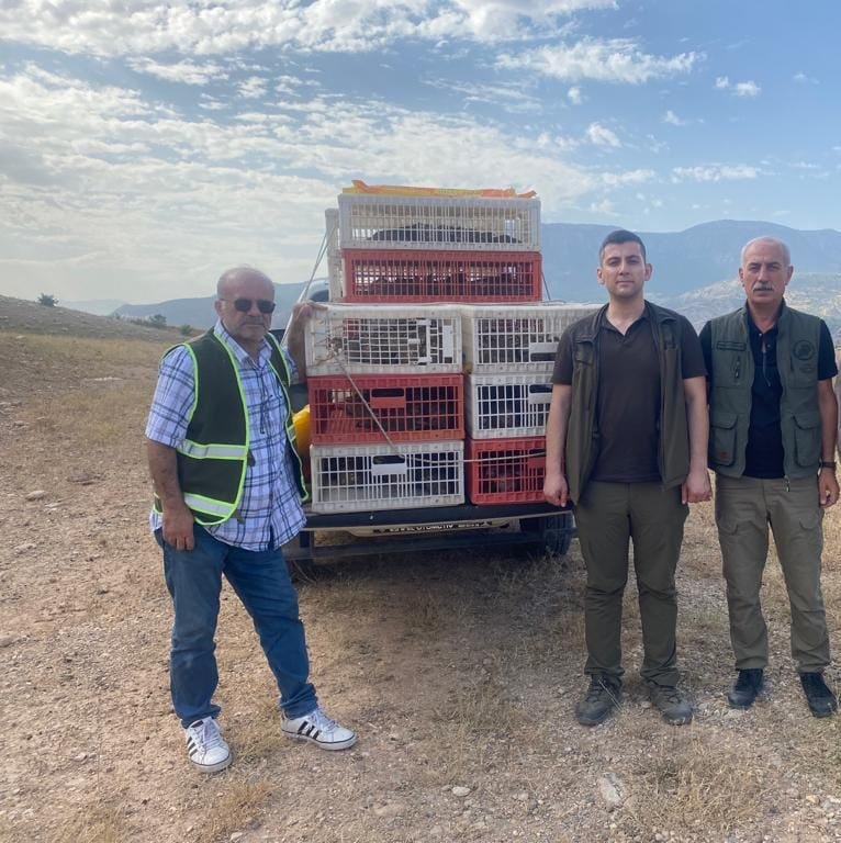 Siirt’te 600 kınalı keklik doğaya salındı