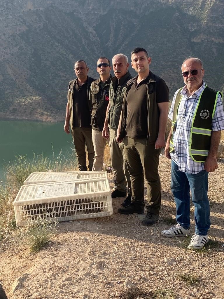 Siirt’te 600 kınalı keklik doğaya salındı