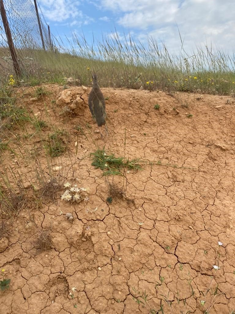 Siirt’te 600 kınalı keklik doğaya salındı