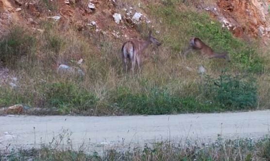 Kızılgeyik sürüsü fotokapana takıldı