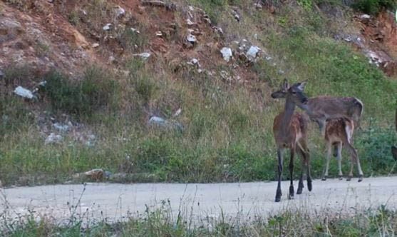 Kızılgeyik sürüsü fotokapana takıldı