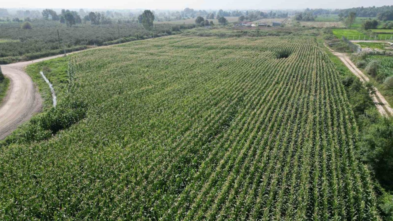 Belediye’nin tarlaların hasat zamanı yaklaştı