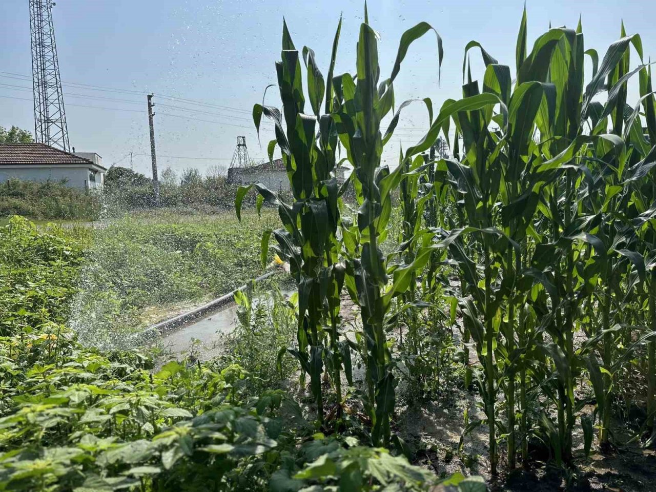 Belediye’nin tarlaların hasat zamanı yaklaştı