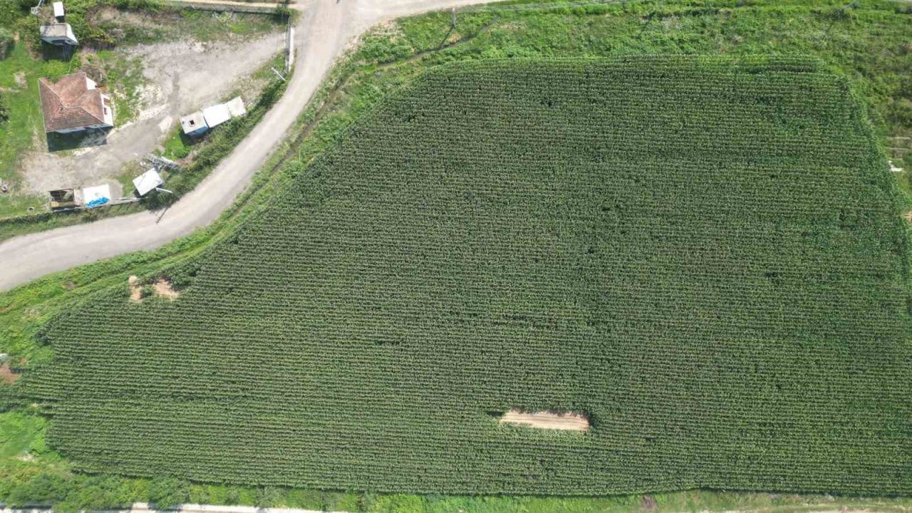 Belediye’nin tarlaların hasat zamanı yaklaştı