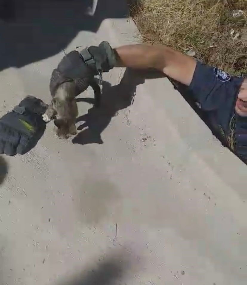 Elazığ’da kuyuya düşen yavru kediyi itfaiye ekipleri kurtardı