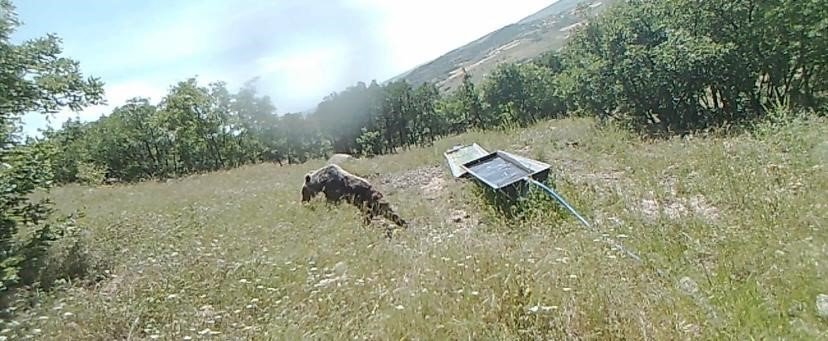 Sıcaktan bunalan boz ayı suvata girerek serinledi