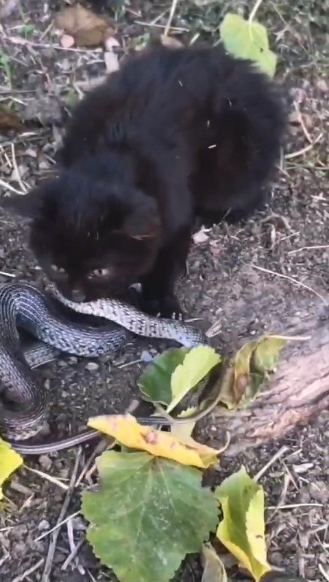 Yavru kedi, 2 metrelik yılanı yakalayıp yemeye çalıştı
