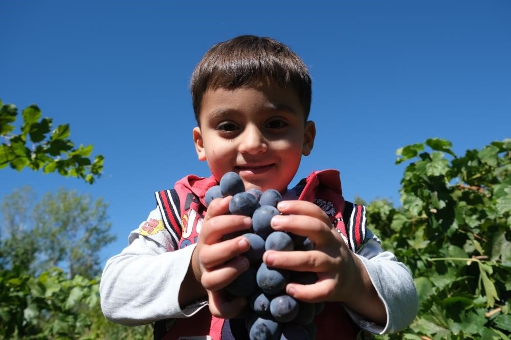 Tescilli Cimin üzümü tezgahtaki yerini almaya başladı