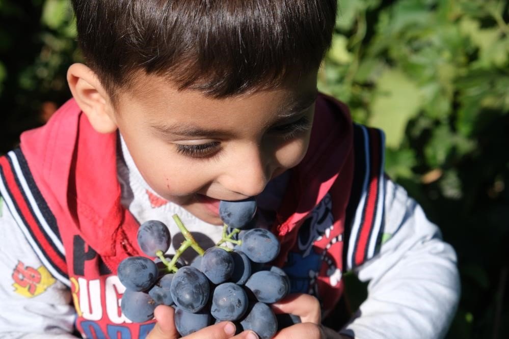 Tescilli Cimin üzümü tezgahtaki yerini almaya başladı
