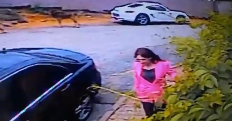 İstanbul’da dehşet anları kamerada: Kadınlar sokak köpeği saldırısına uğradı