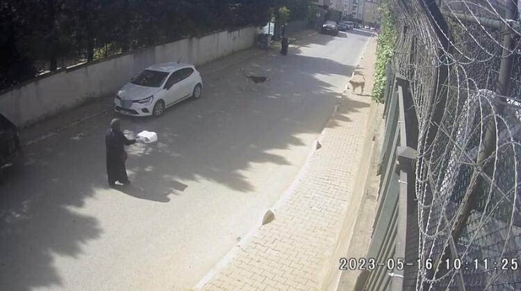 İstanbul’da dehşet anları kamerada: Kadınlar sokak köpeği saldırısına uğradı