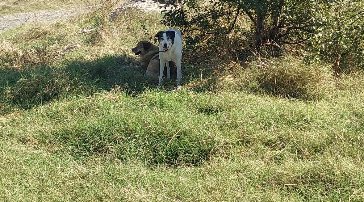 İstanbul’da dehşet anları kamerada: Kadınlar sokak köpeği saldırısına uğradı