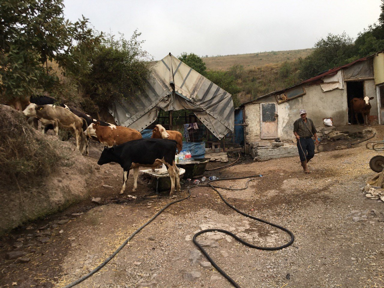 Otlamaya çıkıp, küflenmiş kuru ekmek yiyen inekler çatlayıp telef oldu