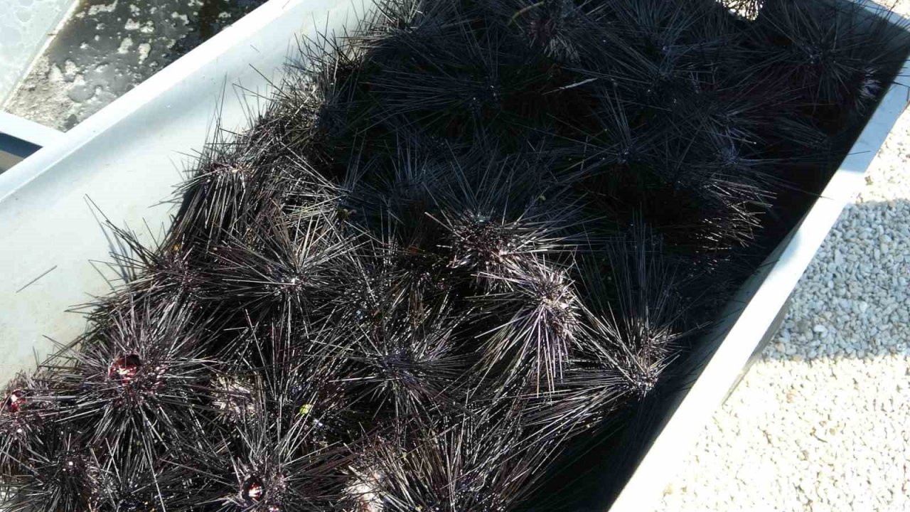 Mavi yolculuğun merkezinde hayalet ağ temizliği