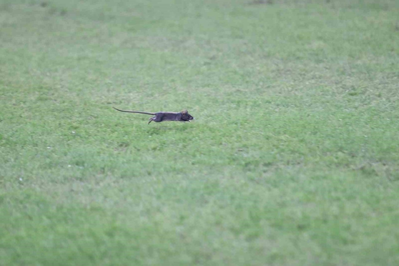 Samsunspor - Fenerbahçe maçında statta farenin yanı sıra ’peygamber devesi’ de görüldü