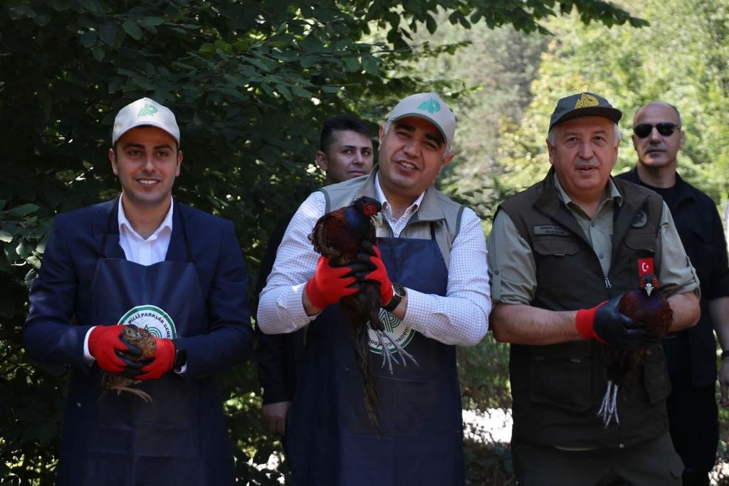 Popülasyonu azalıyordu, 500 sülün doğa ile buluştu