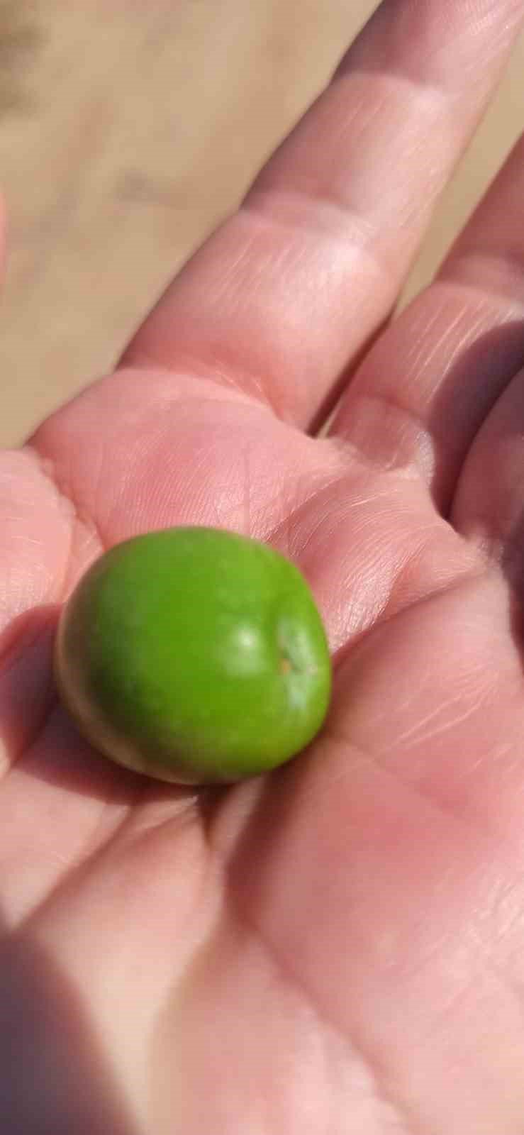 Zeytin bahçelerinde haftalık kontroller devam ediyor