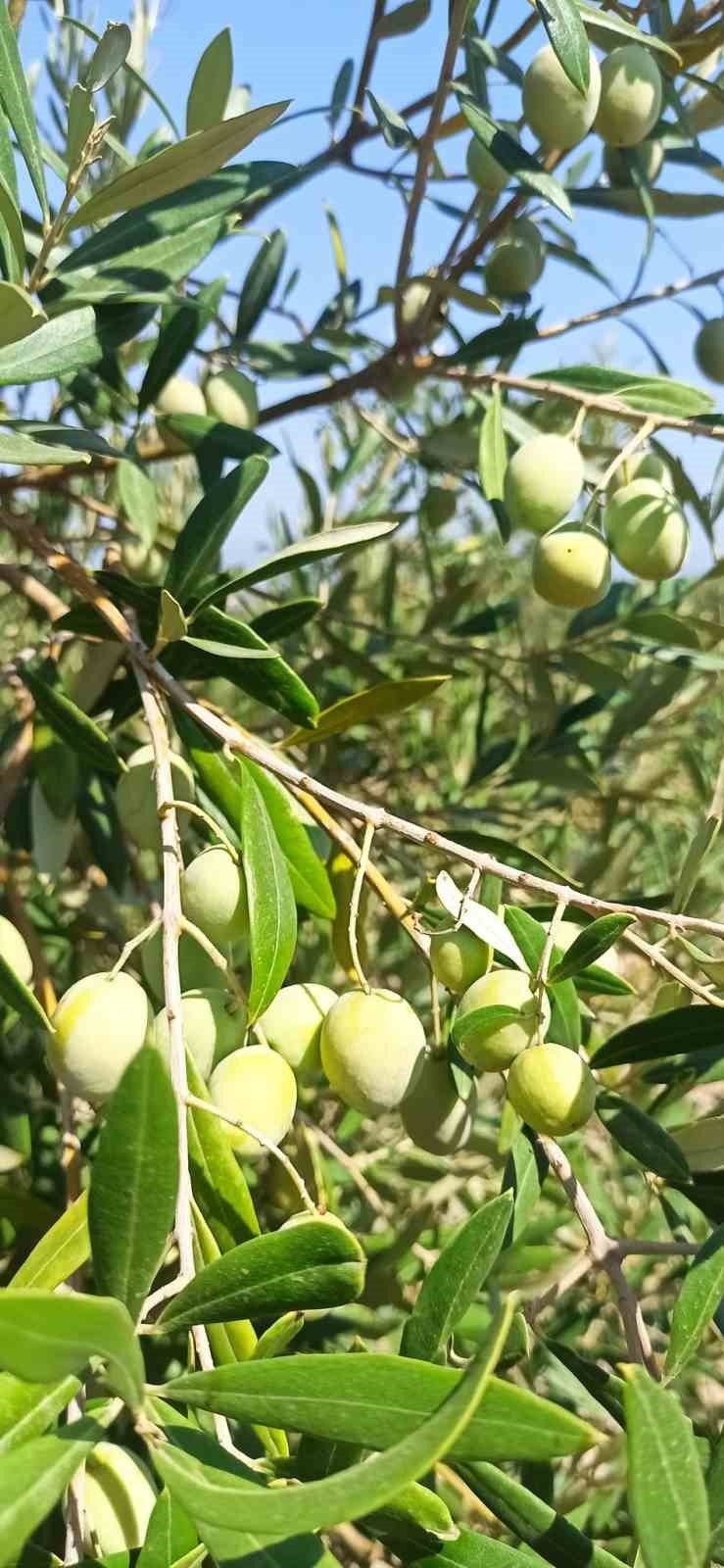 Zeytin bahçelerinde haftalık kontroller devam ediyor