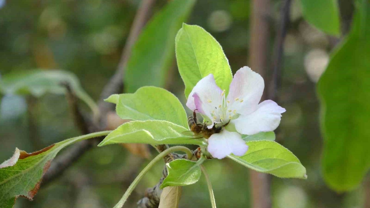 Elma ağacı hasat edilmeyi beklerken çiçek açtı
