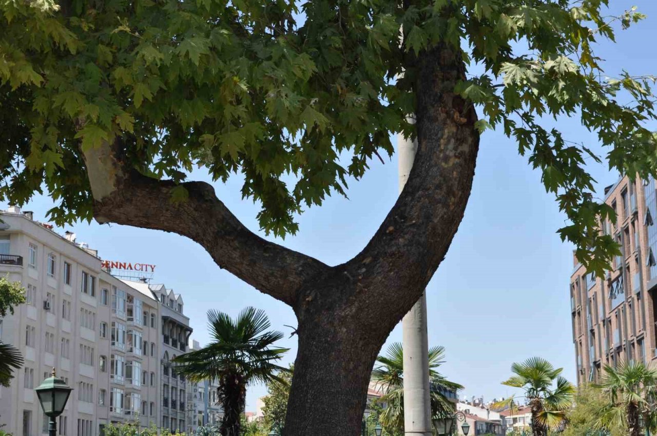 Dalı enerji tellerine devrilen ağaç budandı