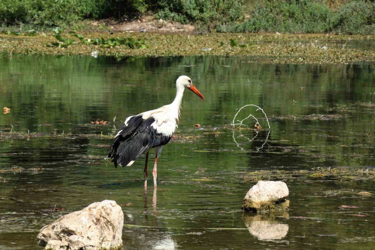 Tedavileri tamamlanan yavru leylekler doğaya bırakıldı