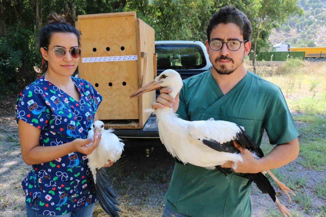 Tedavileri tamamlanan yavru leylekler doğaya bırakıldı