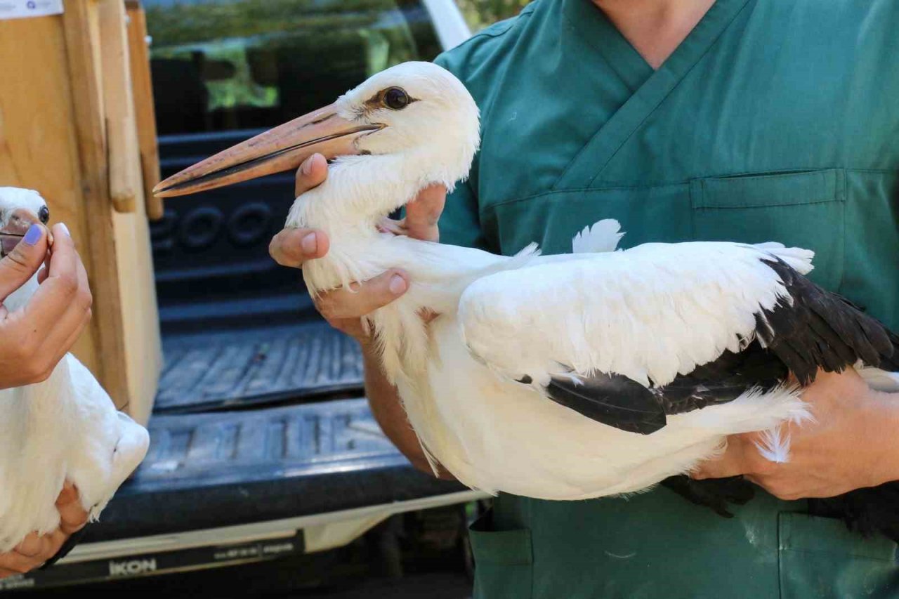 Tedavileri tamamlanan yavru leylekler doğaya bırakıldı