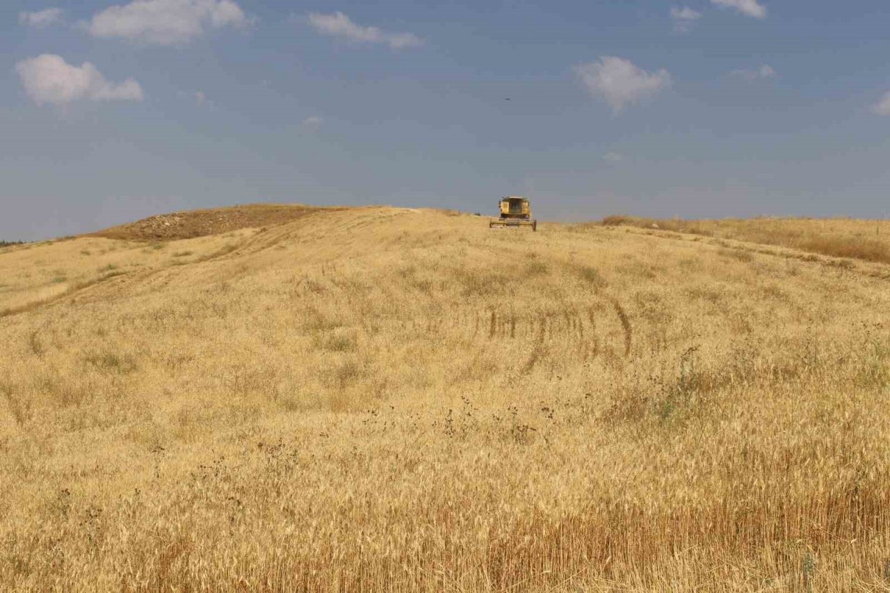 Antalya Büyükşehir Belediyesi kendi arazisinde buğday yetiştirdi