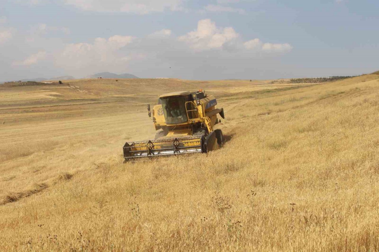 Antalya Büyükşehir Belediyesi kendi arazisinde buğday yetiştirdi