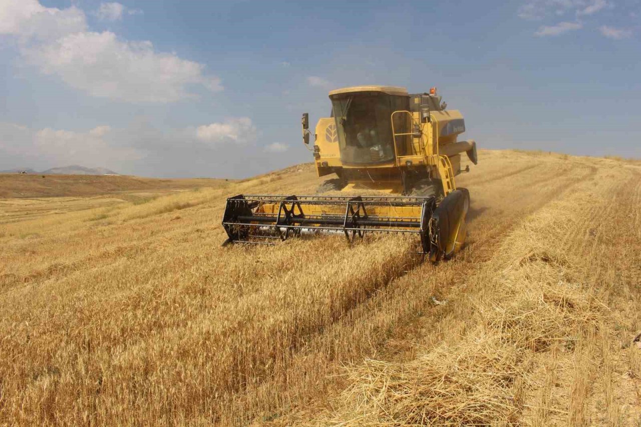 Antalya Büyükşehir Belediyesi kendi arazisinde buğday yetiştirdi