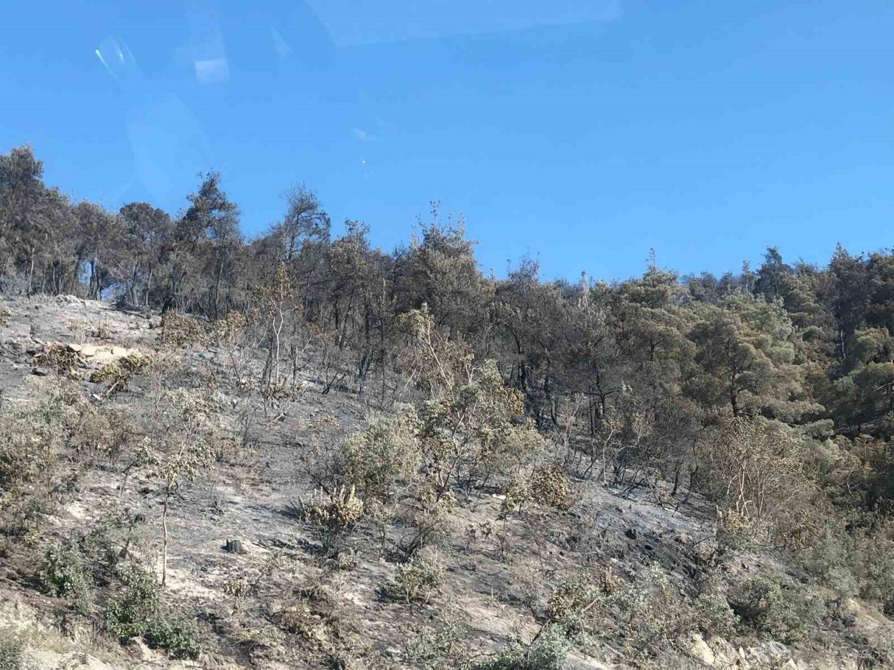 Bilecik’teki orman yangını kontrol altına alındı