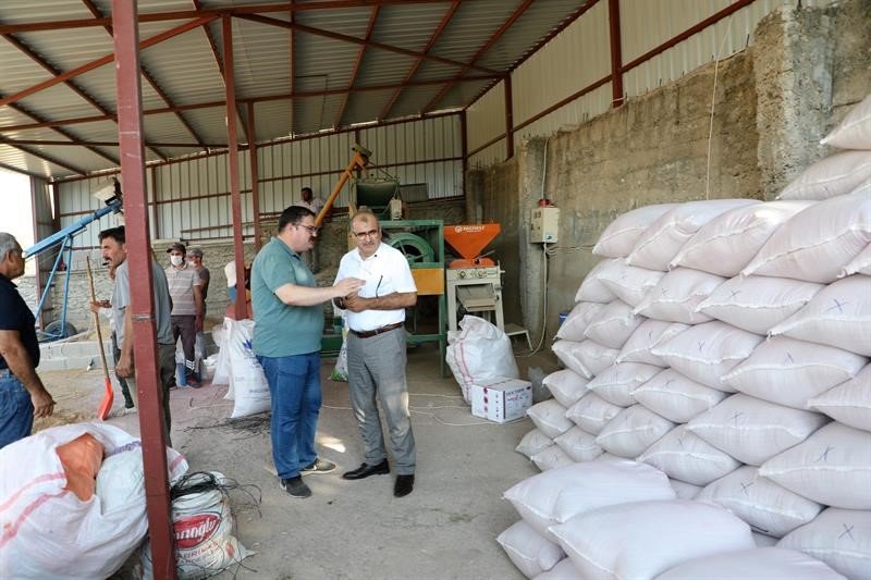 Uşak’ta tritikale üretiminden olumlu sonuç alındı