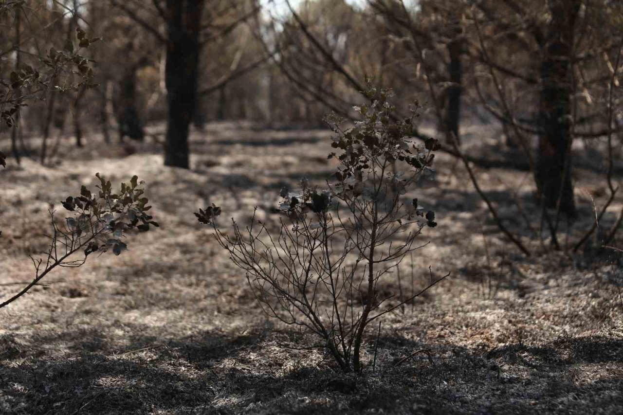 Bursa’da anız şeklinde başlayan yangın ormana sıçradı