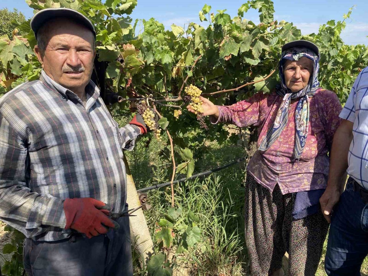 Dünyaca ünlü Sultaniye üzümünü mildiyö vurdu, rekolte düştü