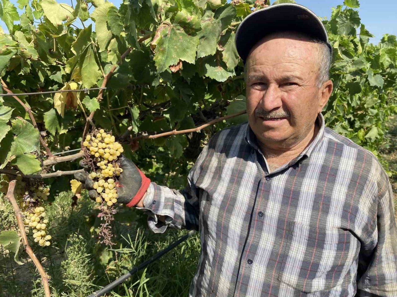 Dünyaca ünlü Sultaniye üzümünü mildiyö vurdu, rekolte düştü