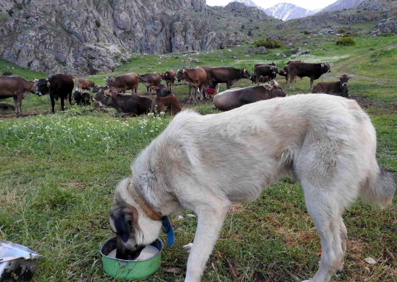 Dağ keçileriyle inek sürüsü bir arada