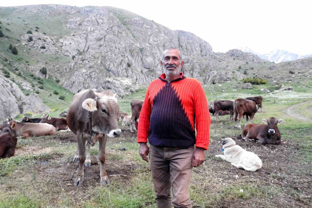 Dağ keçileriyle inek sürüsü bir arada