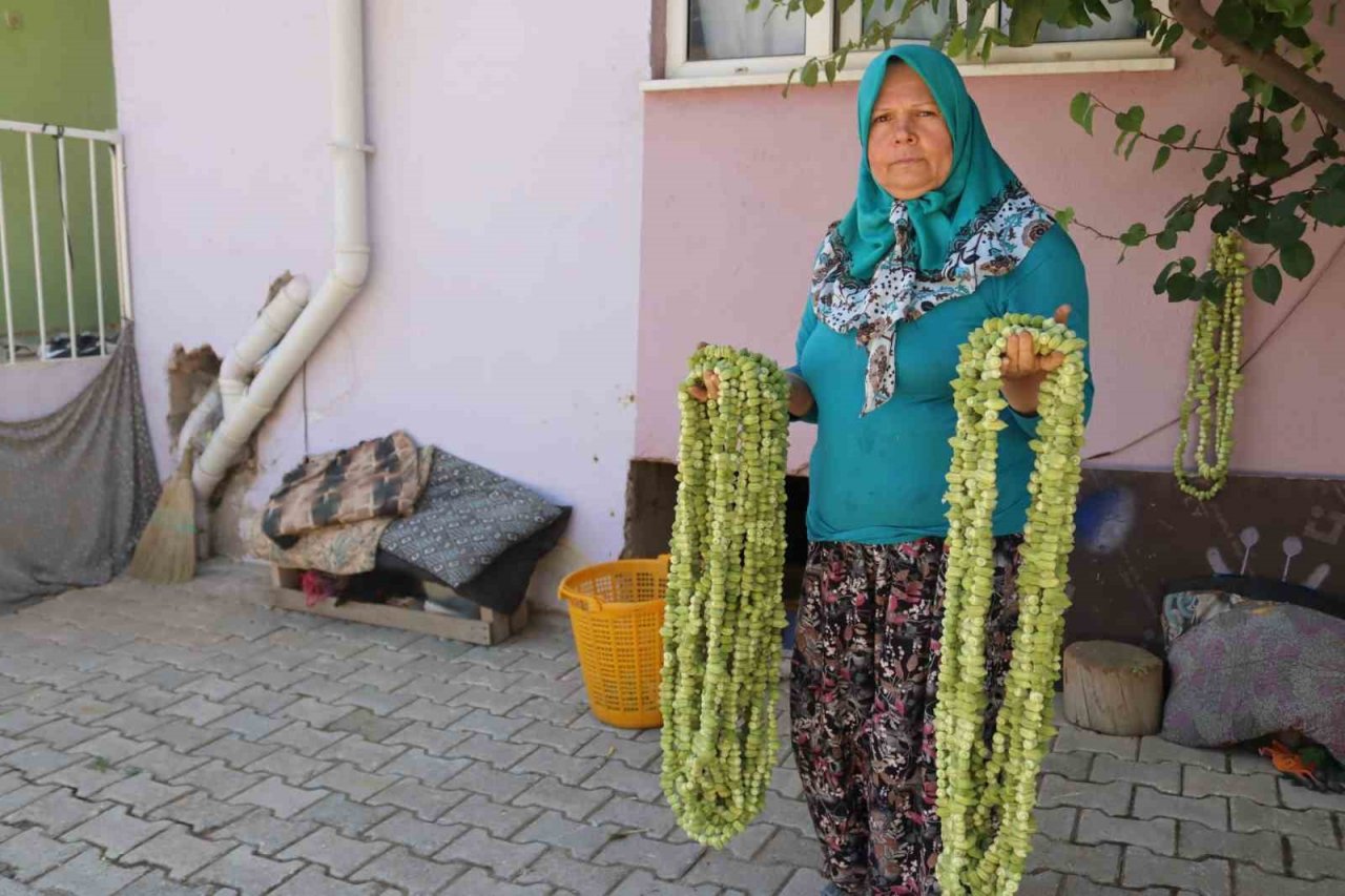 ’Yeşil altın’da hasat sürüyor