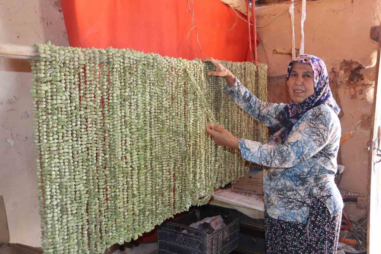 ’Yeşil altın’da hasat sürüyor