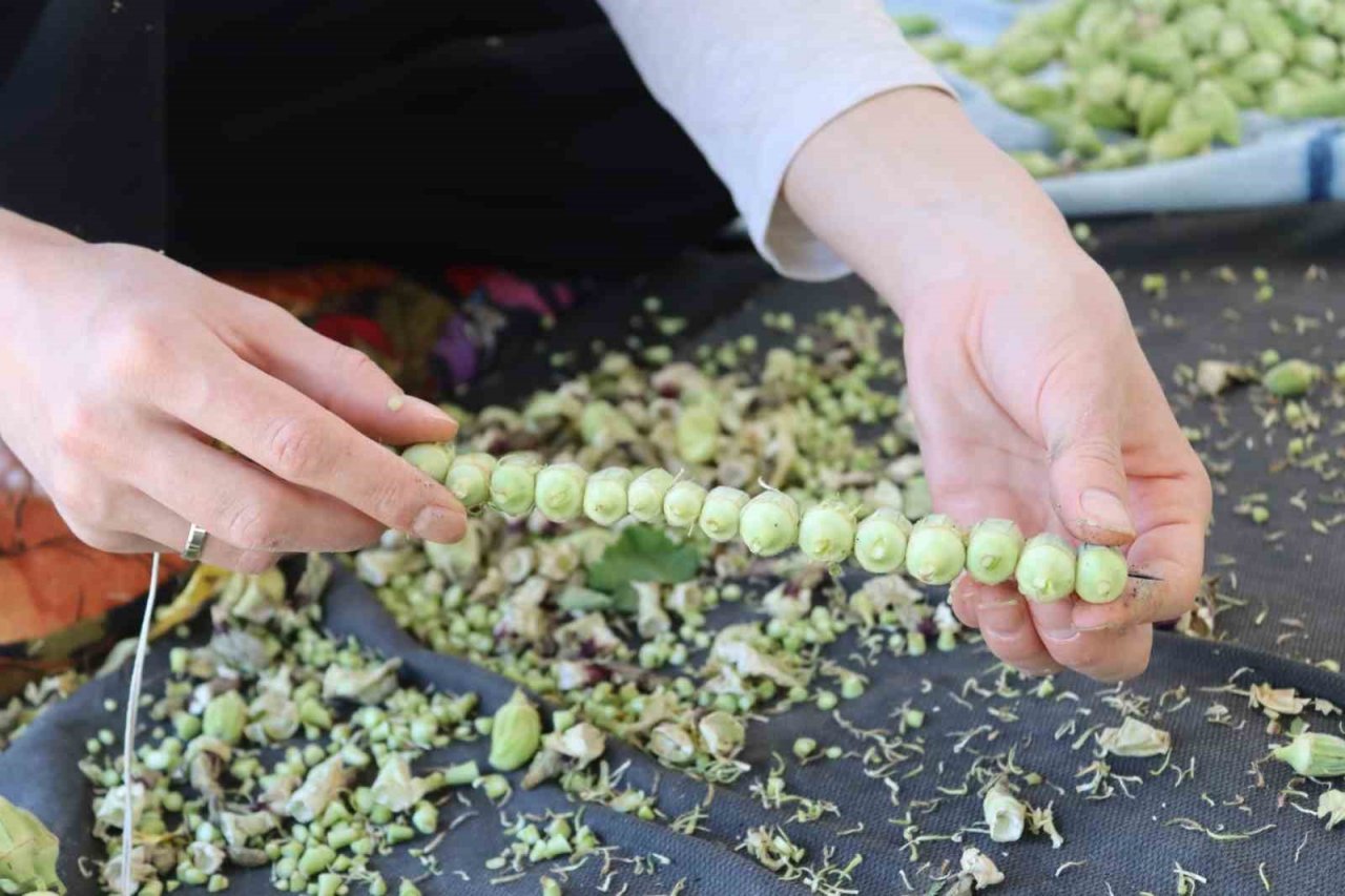 ’Yeşil altın’da hasat sürüyor