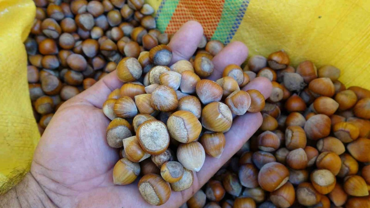 Yılda sadece 1,5 ay çalışıyorlar: Saatlik ücretleri 2 bin TL